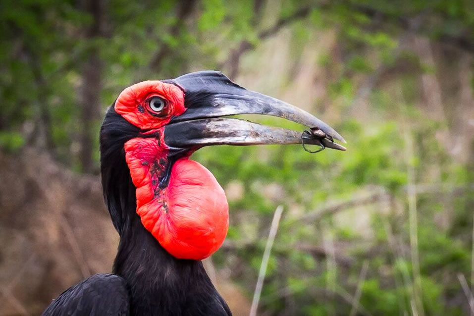 <h2>The Best of South Africa 2017</h2>14 Nights, 4 on Safari | 5 Rounds | Wine Tours & Sightseeing | November 3 – 17