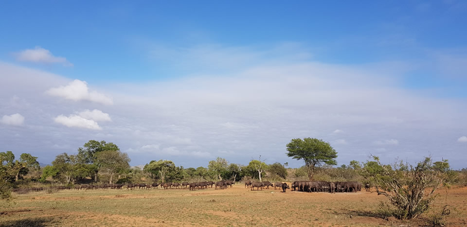 <h2>The Best of South Africa Escorted 2018</h2>Golf, Kruger Safari, Cape Town, the Winelands & Garden Route