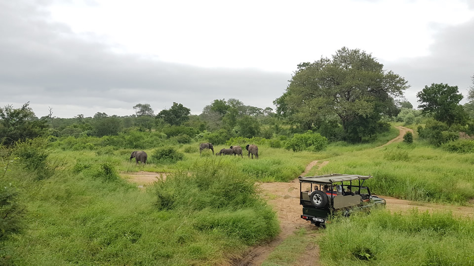 <h2>The Best of South Africa Escorted 2019</h2>Kruger Safari, Cape Town, the Winelands & Garden Route | 14 Nights | 5 Rounds | February 23 - March 9